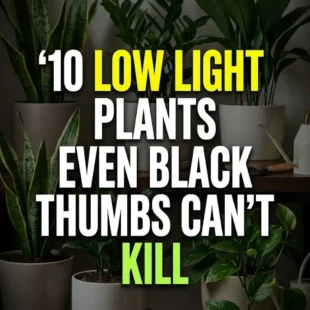 10 Low Light Plants Even Black Thumbs Can’t Kill