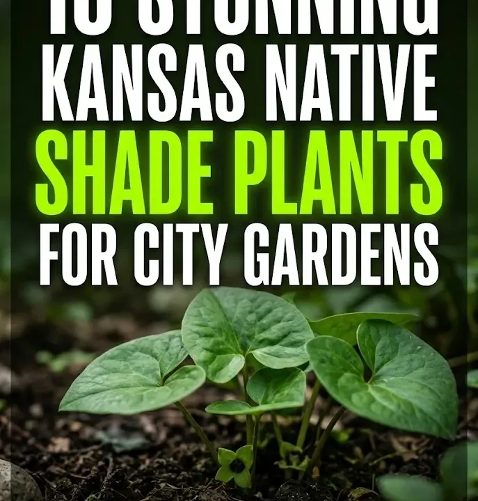 10 Stunning Kansas Native Shade Plants for City Gardens