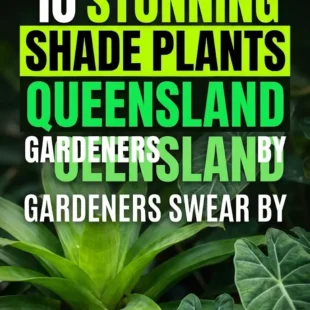 10 Stunning Shade Plants Queensland Gardeners Swear By