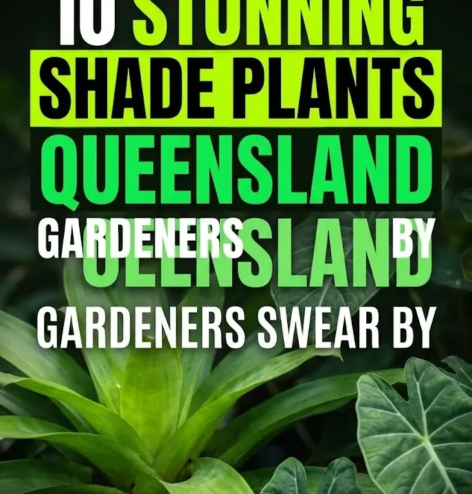 10 Stunning Shade Plants Queensland Gardeners Swear By