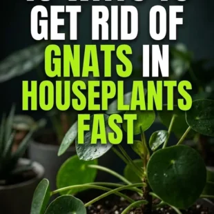 10 Ways to Get Rid of Gnats in Houseplants Fast