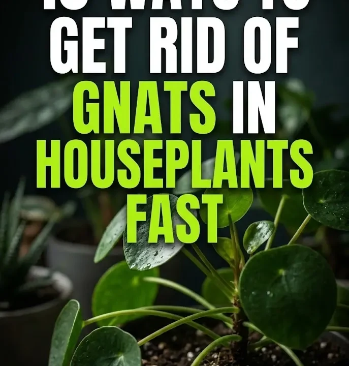 10 Ways to Get Rid of Gnats in Houseplants Fast 10 Ways to Get Rid of Gnats in Houseplants Fast