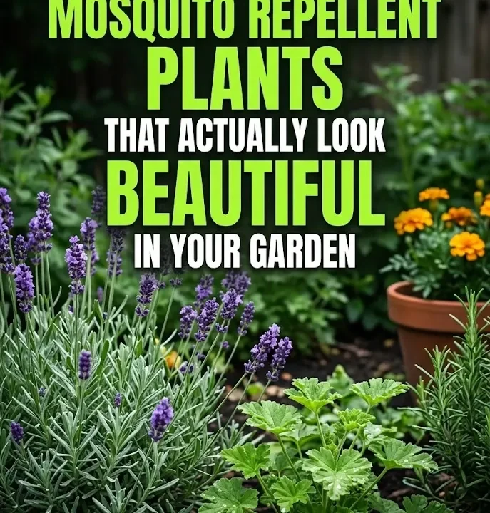 13 Natural Mosquito Repellent Plants That Actually Look Beautiful in Your Garden 13 Natural Mosquito Repellent Plants That Actually Look Beautiful in Your Garden