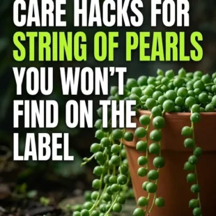 5 Advanced Care Hacks for String of Pearls You Won’t Find on the Label
