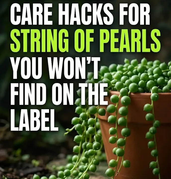 5 Advanced Care Hacks for String of Pearls You Won’t Find on the Label 5 Advanced Care Hacks for String of Pearls You Won’t Find on the Label