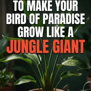 5 Insider Tips to Make Your Bird of Paradise Grow Like a Jungle Giant