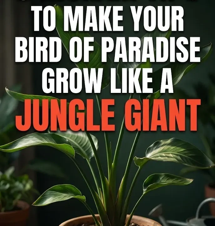 5 Insider Tips to Make Your Bird of Paradise Grow Like a Jungle Giant 5 Insider Tips to Make Your Bird of Paradise Grow Like a Jungle Giant