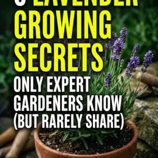 5 Lavender Growing Secrets Only Expert Gardeners Know (But Rarely Share)