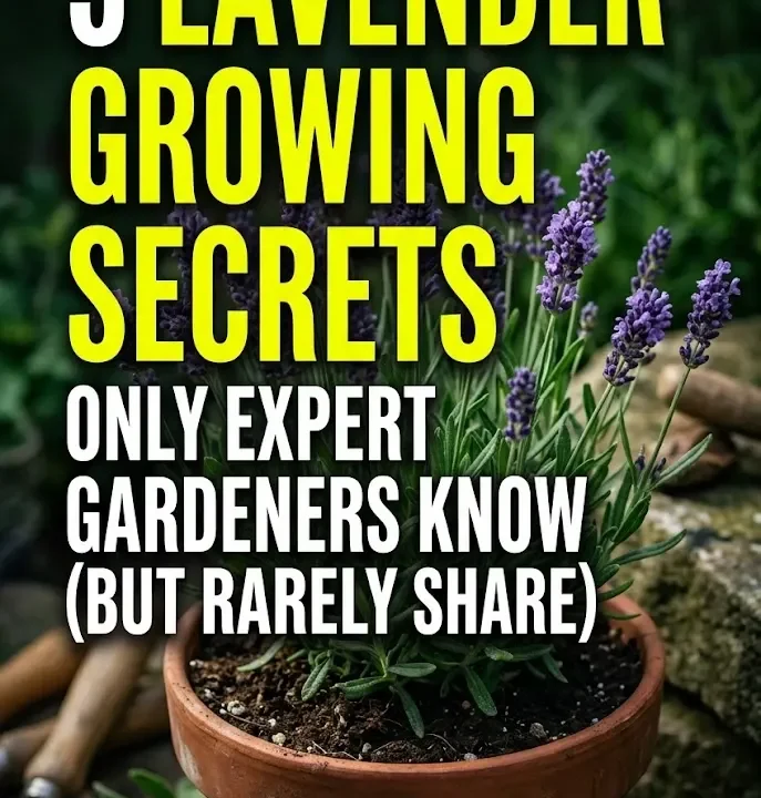 5 Lavender Growing Secrets Only Expert Gardeners Know (But Rarely Share) 5 Lavender Growing Secrets Only Expert Gardeners Know (But Rarely Share)