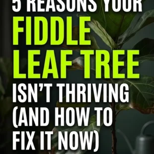 5 Reasons Your Fiddle Leaf Tree Isn’t Thriving (And How to Fix It Now)