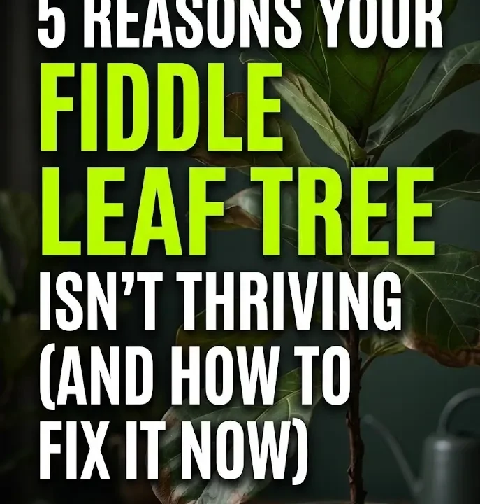 5 Reasons Your Fiddle Leaf Tree Isn’t Thriving (And How to Fix It Now)