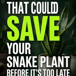 5 Simple Fixes That Could Save Your Snake Plant Before It’s Too Late
