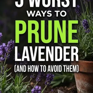 5 Worst Ways to Prune Lavender (And How to Avoid Them)