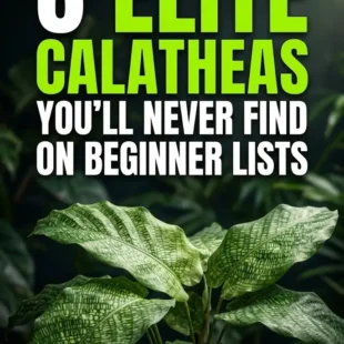 6 Elite Calatheas You’ll Never Find on Beginner Lists
