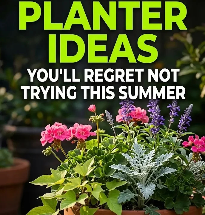 6 Full Sun Planter Ideas You’ll Regret Not Trying This Summer