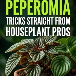 6 Rarely-Shared Peperomia Tricks Straight From Houseplant Pros