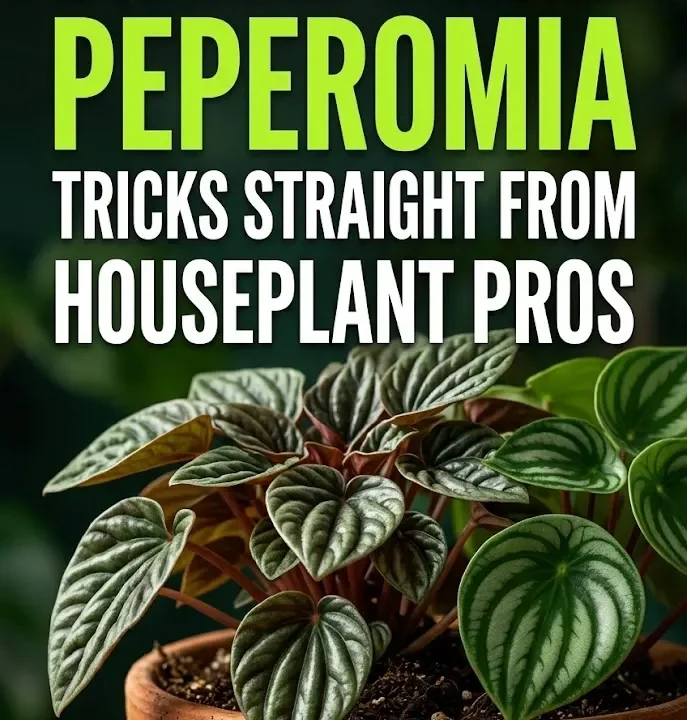 6 Rarely-Shared Peperomia Tricks Straight From Houseplant Pros 6 Rarely-Shared Peperomia Tricks Straight From Houseplant Pros