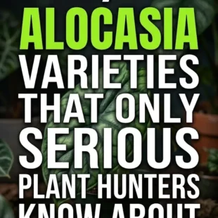7 Alocasia Varieties That Only Serious Plant Hunters Know About