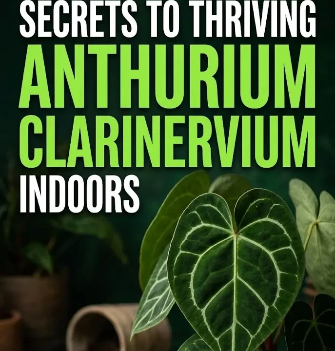 7 Pro Growers' Secrets to Thriving Anthurium Clarinervium Indoors 7 Pro Growers’ Secrets to Thriving Anthurium Clarinervium Indoors