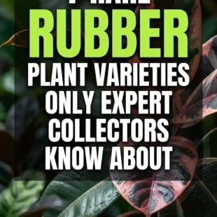7 Rare Rubber Plant Varieties Only Expert Collectors Know About