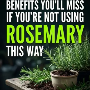 7 Surprising Benefits You’ll Miss If You’re Not Using Rosemary This Way