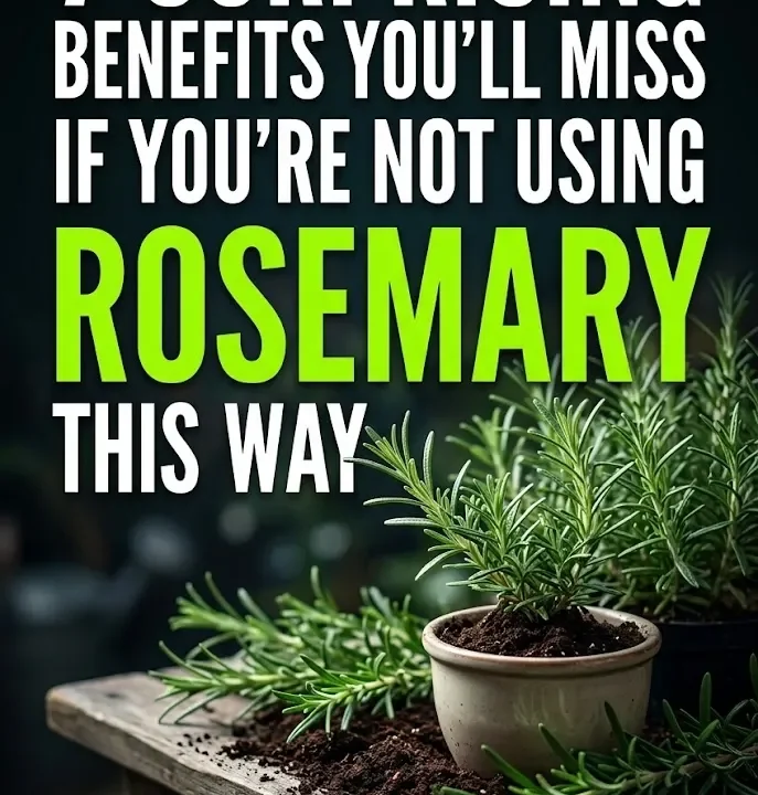 7 Surprising Benefits You’ll Miss If You’re Not Using Rosemary This Way 7 Surprising Benefits You’ll Miss If You’re Not Using Rosemary This Way