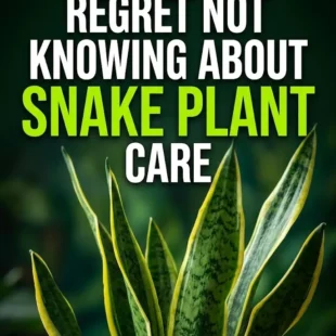 7 Things You’ll Regret Not Knowing About Snake Plant Care
