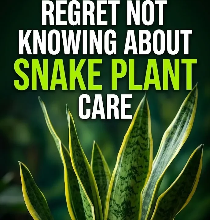 7 Things You’ll Regret Not Knowing About Snake Plant Care 7 Things You’ll Regret Not Knowing About Snake Plant Care