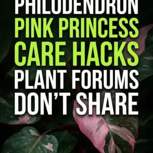 7 Underground Philodendron Pink Princess Care Hacks Plant Forums Don’t Share