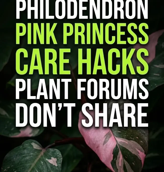 7 Underground Philodendron Pink Princess Care Hacks Plant Forums Don't Share 7 Underground Philodendron Pink Princess Care Hacks Plant Forums Don’t Share