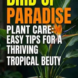 Bird of Paradise Plant Care: Easy Tips for a Thriving Tropical Beauty