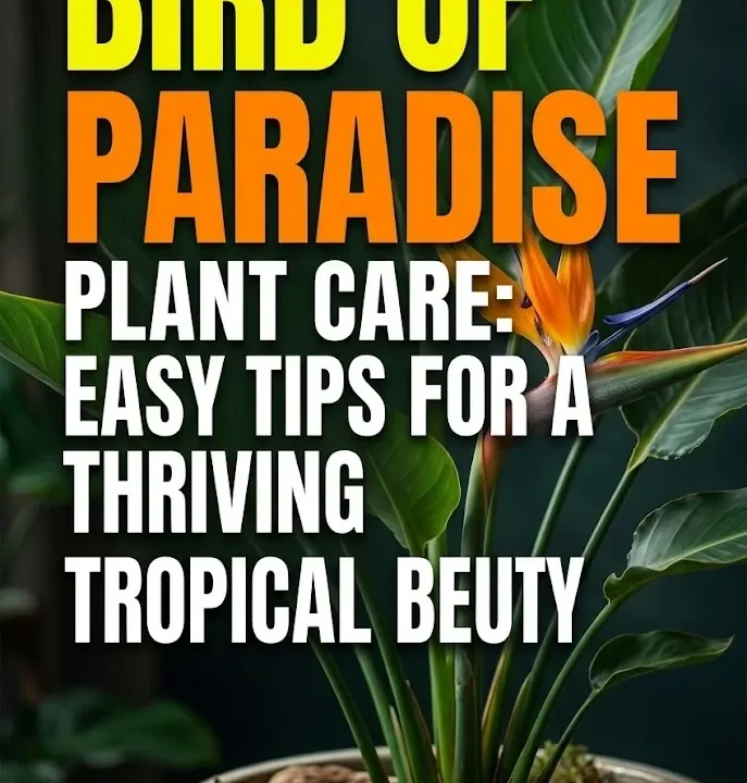 Bird of Paradise Plant Care: Easy Tips for a Thriving Tropical Beauty