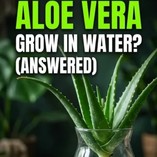 Can Aloe Vera Plant Grow in Water? (Answered)