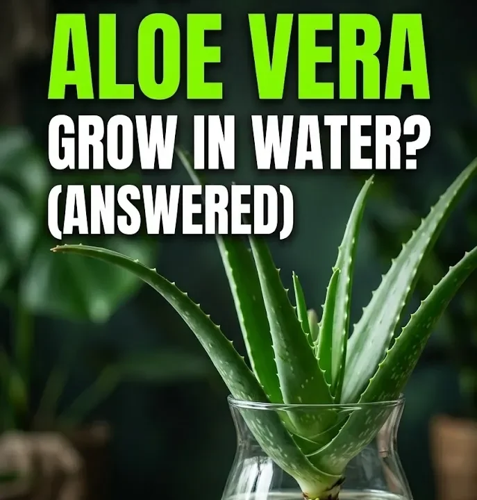 Can Aloe Vera Plant Grow in Water? (Answered)