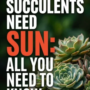 Do Succulents Need Sun: All You Need to Know