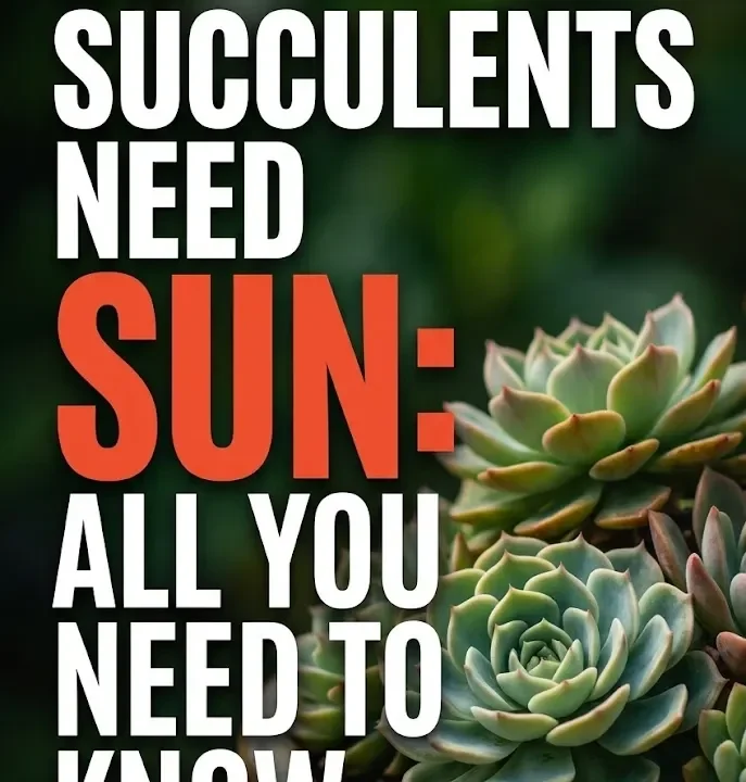 Do Succulents Need Sun: All You Need to Know