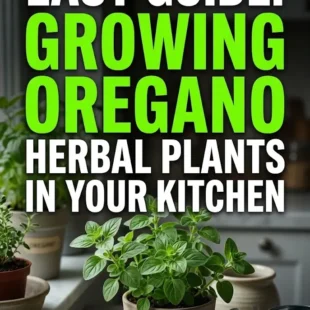 Easy Guide: Growing Oregano Herbal Plants in Your Kitchen