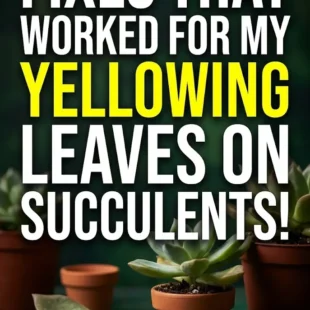 Fixes that Worked For My Yellowing Leaves on Succulents! Fixes that Worked For My Yellowing Leaves on Succulents!