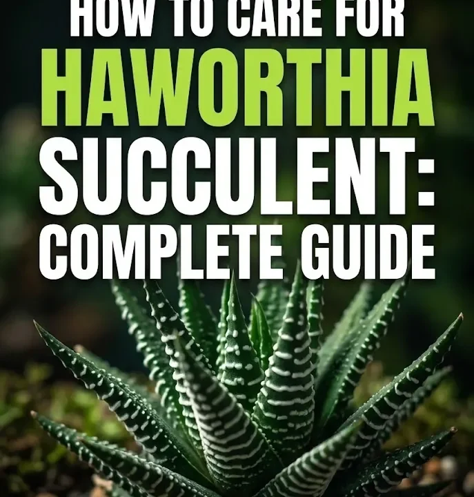 How to Care for Haworthia Succulent Complete Guide How to Care for Haworthia Succulent: Complete Guide
