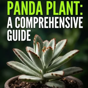 How to Care for Panda Plant: A Comprehensive Guide