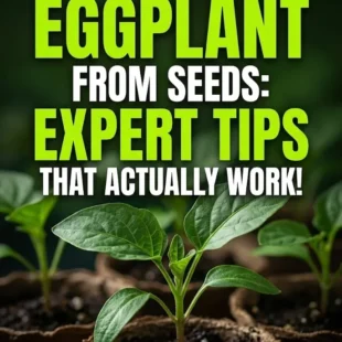 How to Grow Eggplant from Seeds: Expert Tips That Actually Work!