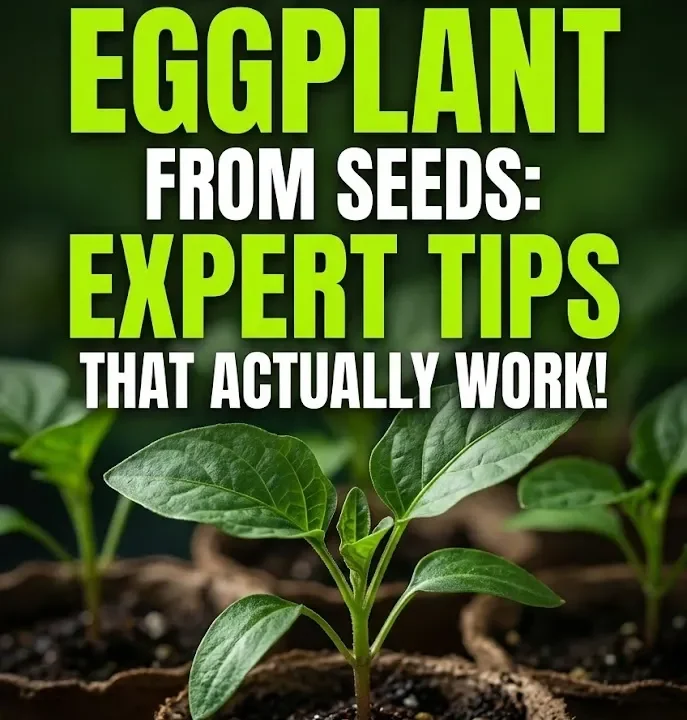 How to Grow Eggplant from Seeds: Expert Tips That Actually Work!
