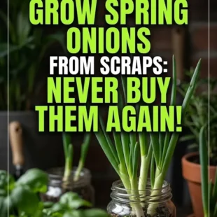 How to Grow Spring Onions from Scraps: Never Buy Them Again!