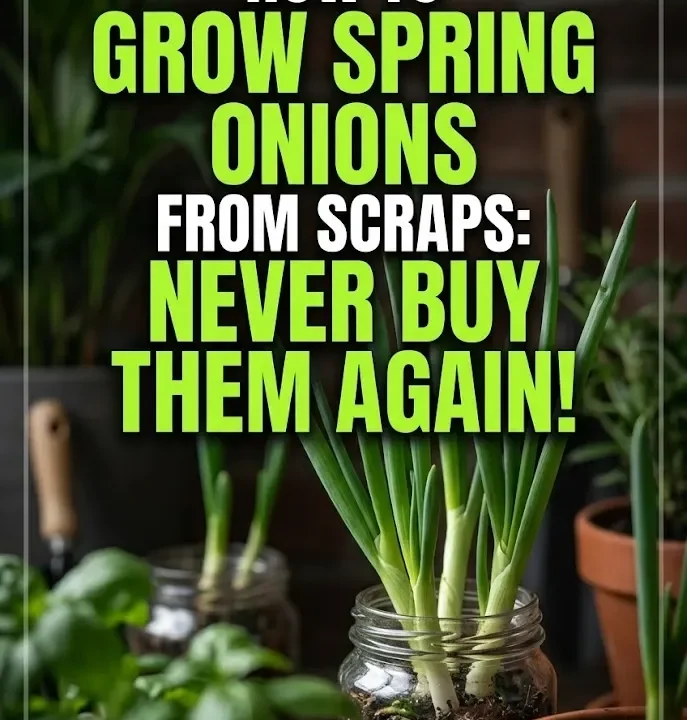 How to Grow Spring Onions from Scraps: Never Buy Them Again!