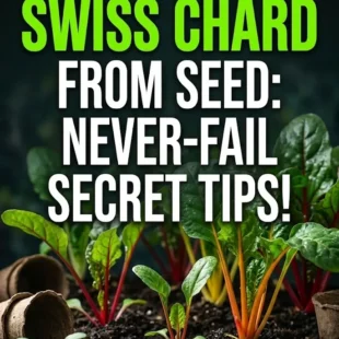 How to Grow Swiss Chard from Seed: Never-Fail Secret Tips!