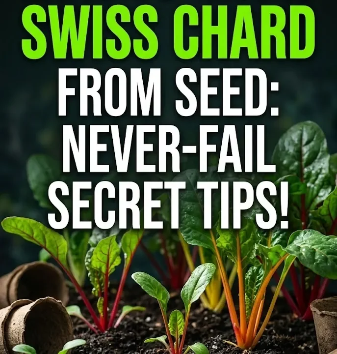 How to Grow Swiss Chard from Seed: Never-Fail Secret Tips!