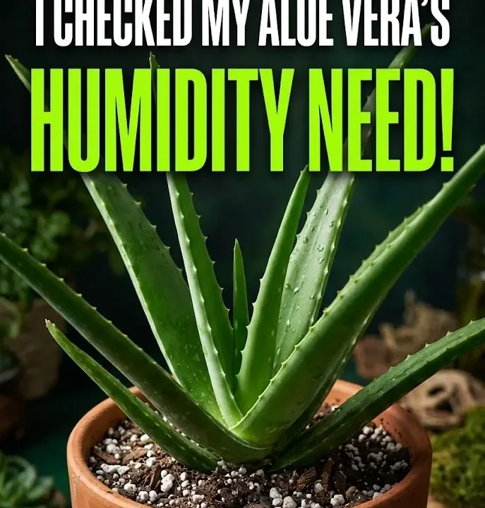 I Checked My Aloe Vera’s Humidity Need!
