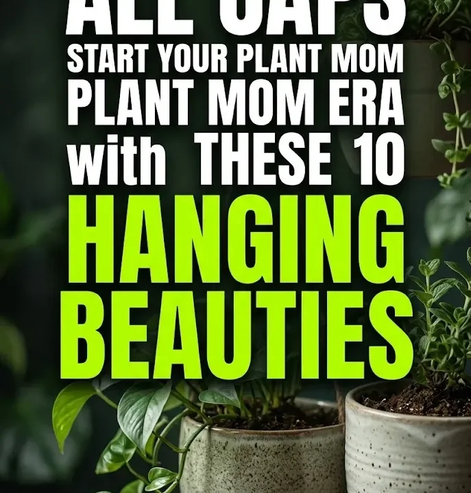 Start Your Plant Mom Era with These 10 Hanging Beauties