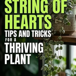 String of Hearts Care: Tips and Tricks for a Thriving Plant