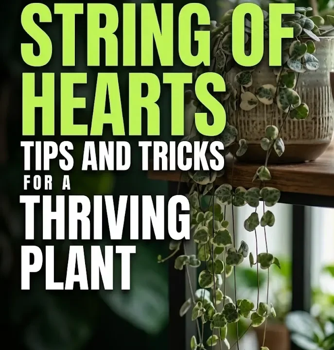 String of Hearts Care: Tips and Tricks for a Thriving Plant